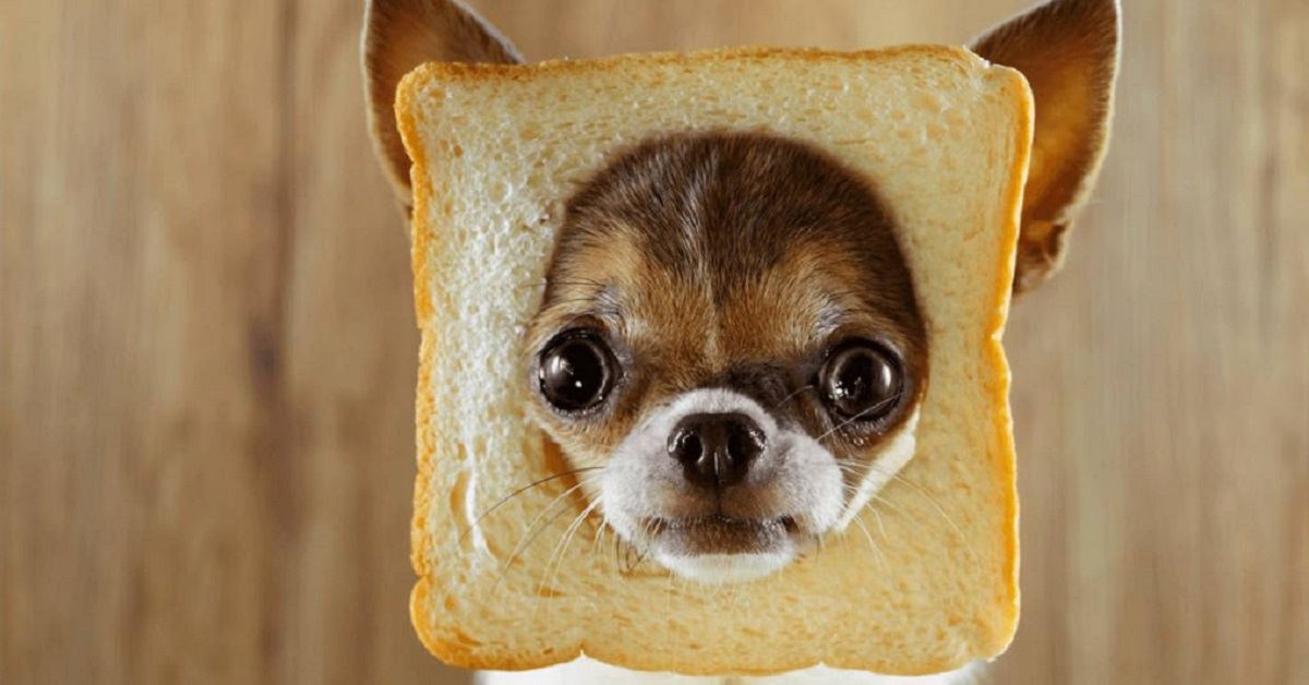 cane con cornice di pane