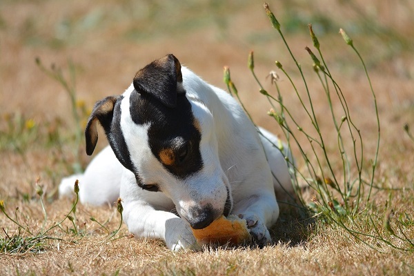 cane e pane