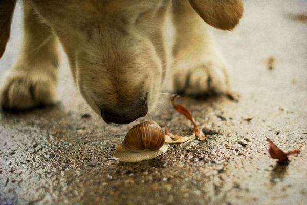 cane e lumaca