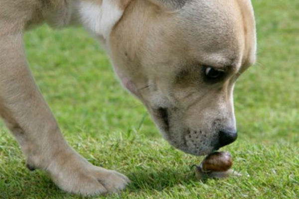 cane in giardino