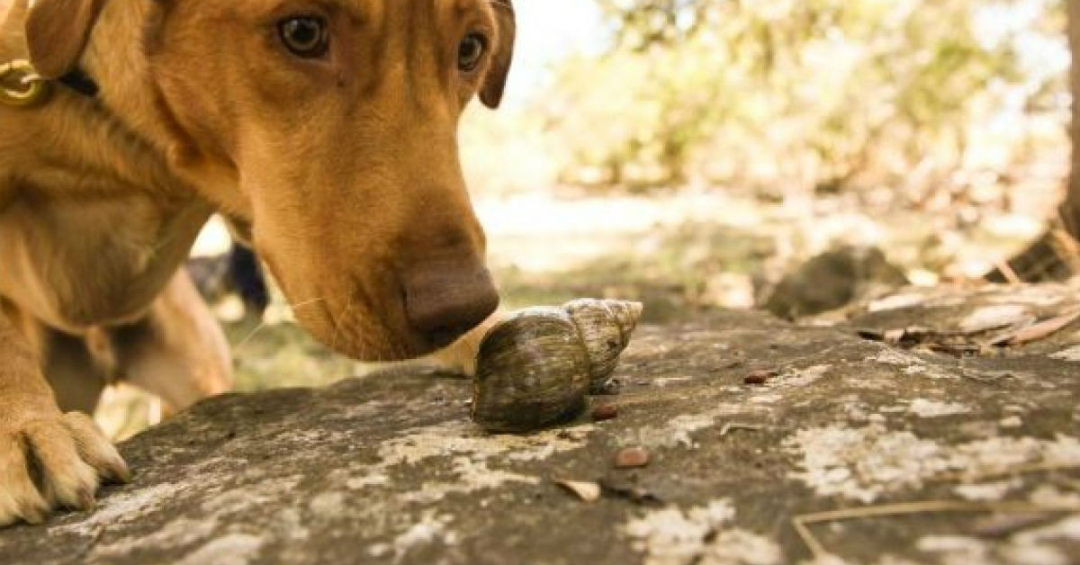 Il cane può mangiare le lumache?