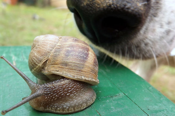 naso e lumaca