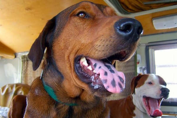 cane con lingua a chiazze