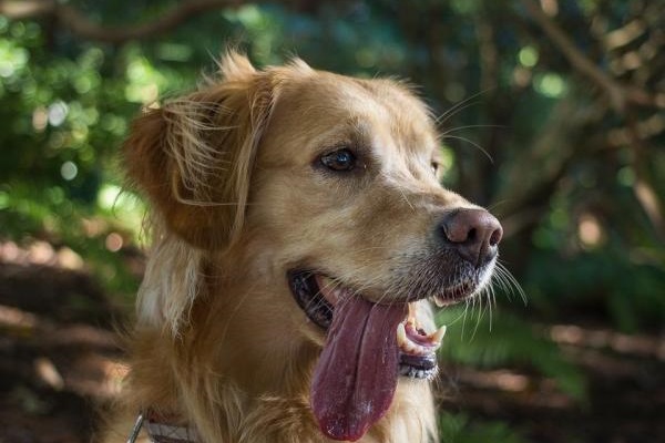 cane con lingua penzoloni