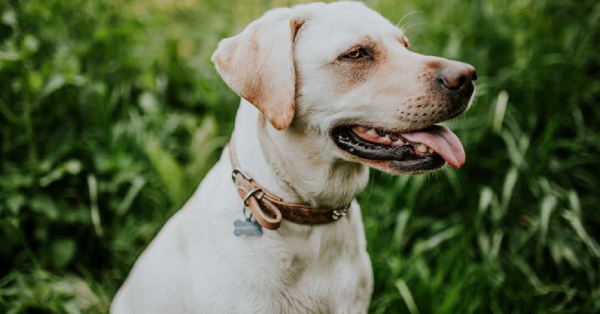 Il cane respira male, che significa?