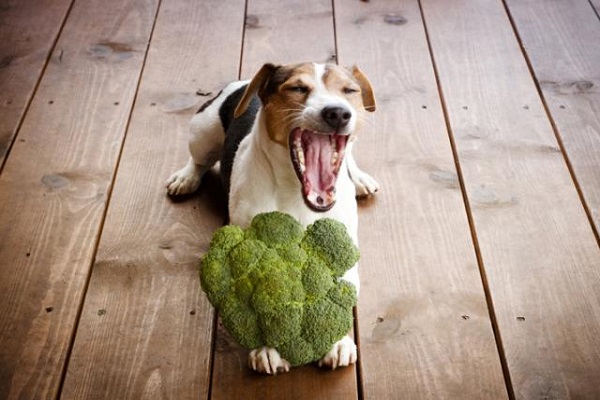 cane con broccolo