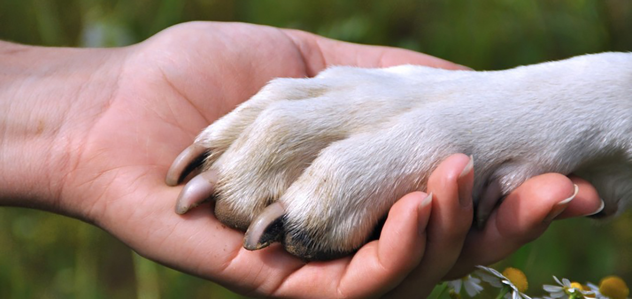 Come insegnare al cane a dare la zampa