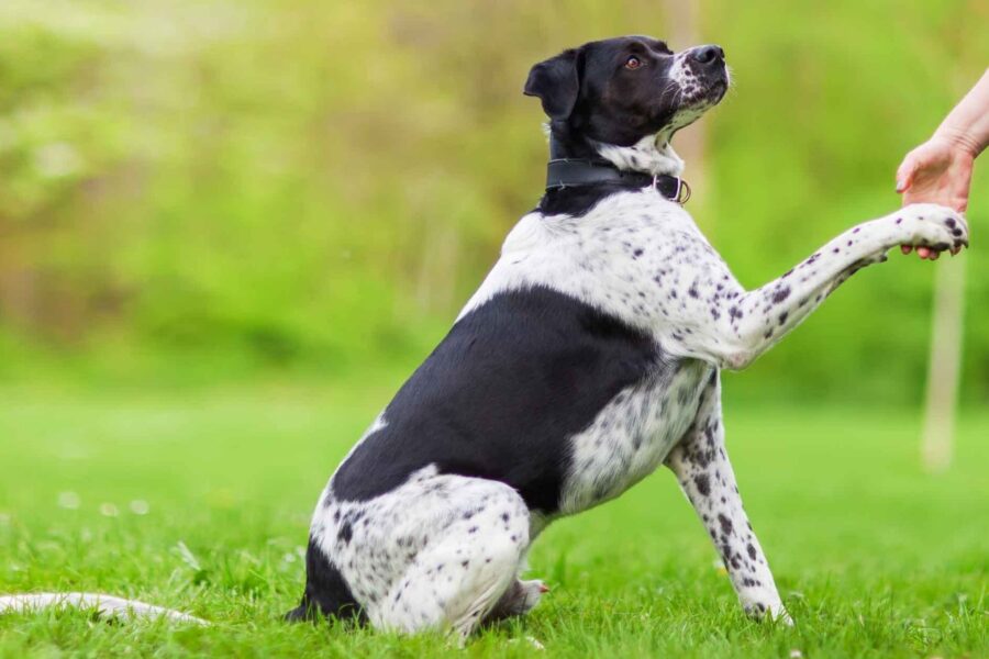 cane che dà la zampa al padrone