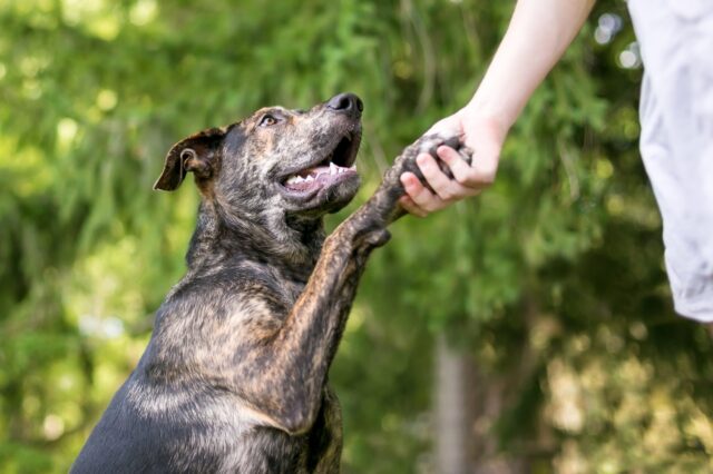 Come insegnare al cane a dare la zampa