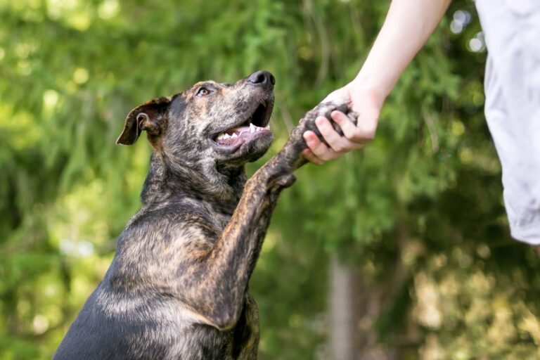 come insegnare al cane a dare la zampa