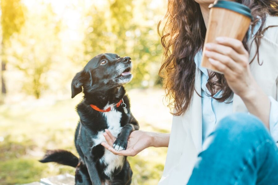 ragazza al parco con il suo cane