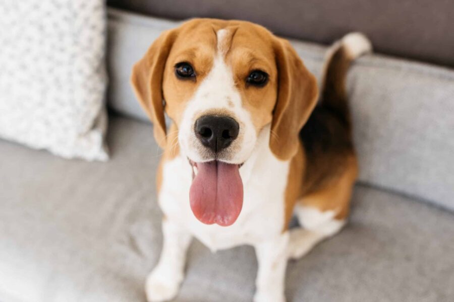 beagle sul divano