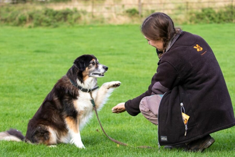 ragazza che addestra un cane