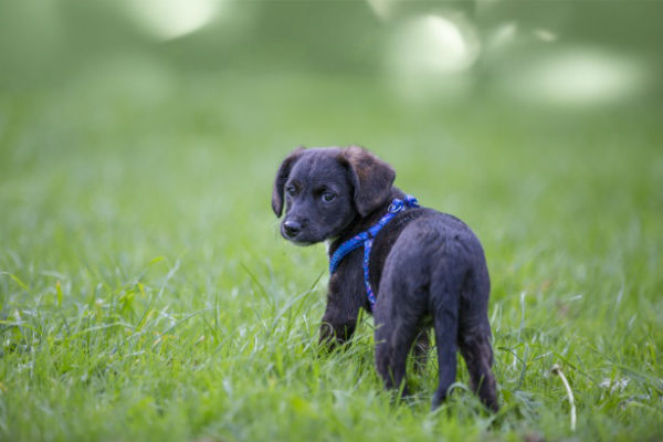 cane sul prato