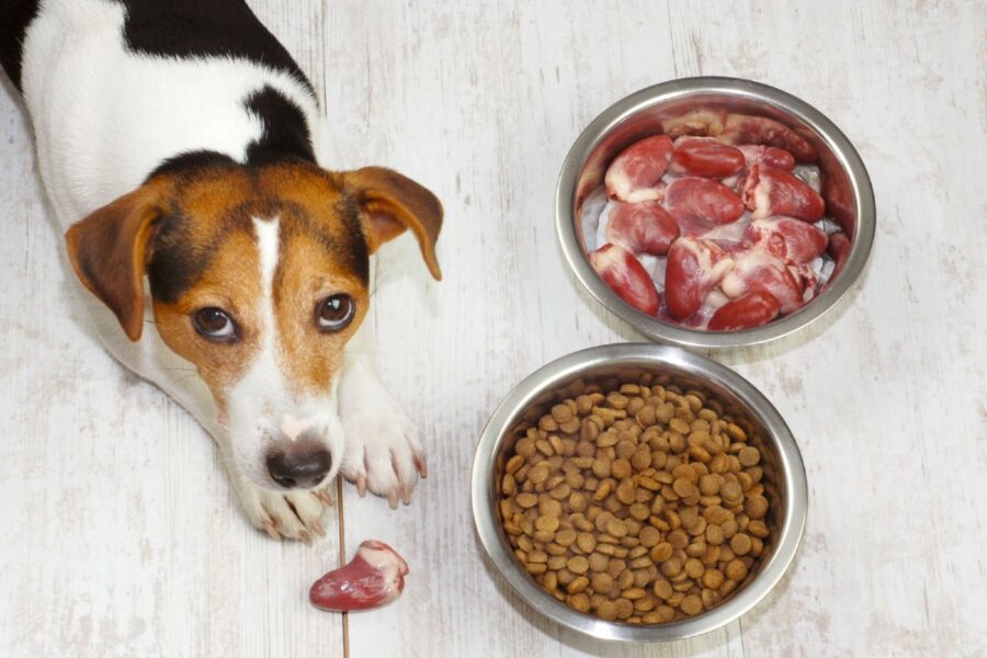 dieta per cane con epatite