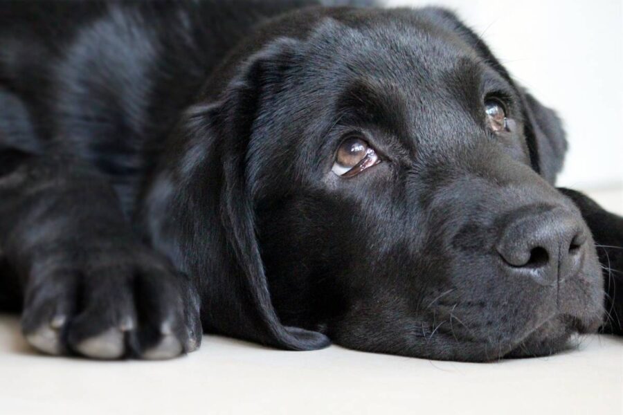 cane labrador nero