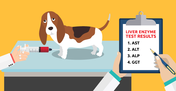 Insufficienza Epatica Nel Cane Cosa Sapere