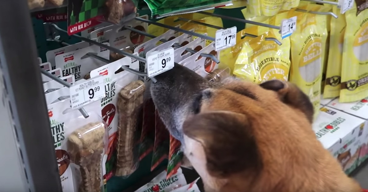 L’uomo va con il cane randagio appena adottato in negozio e gli compra tutto ciò che desidera