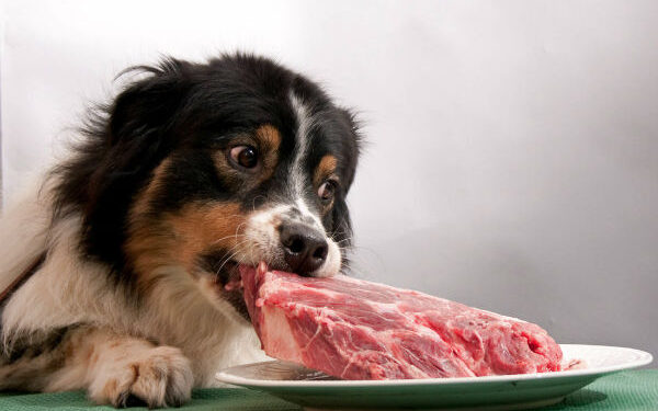 cane mangia carne