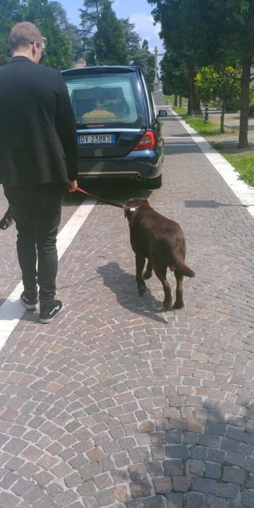 labrador-torino