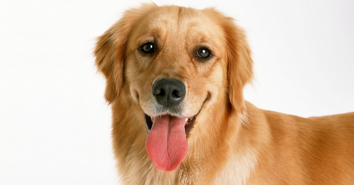 Lingua del cane: 10 cose da sapere