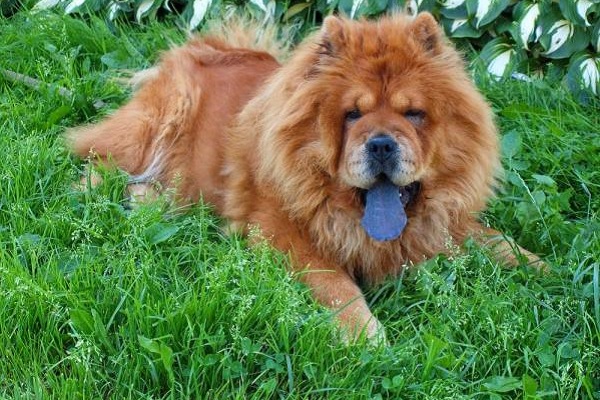 cane chow chow