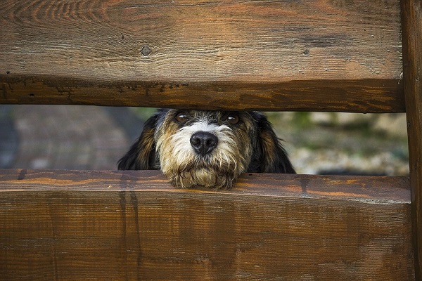 cane che guarda attraverso la staccionata