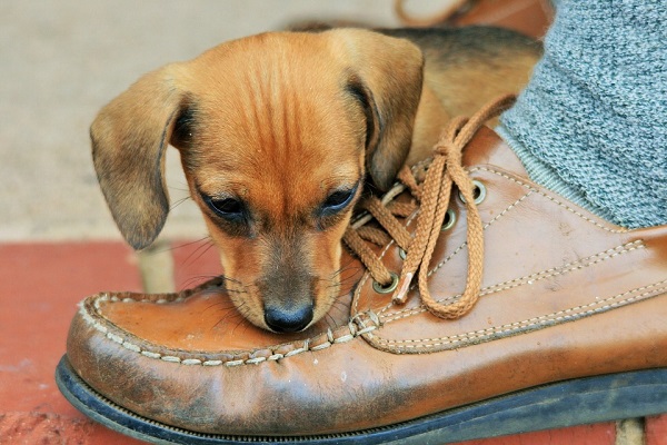 cucciolo di cane annusa scarpa