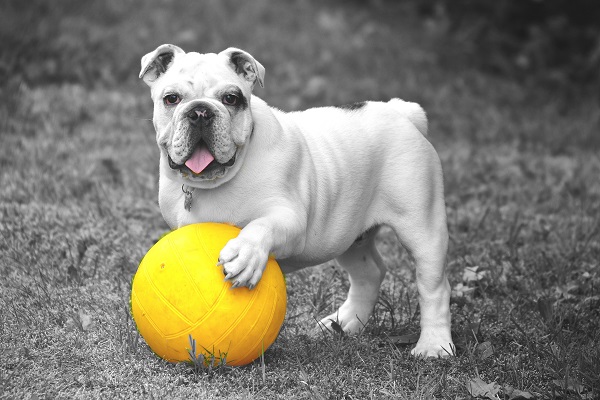 cane gioca a palla