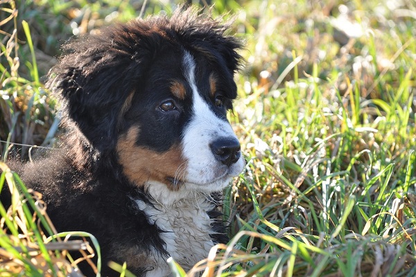 cane tra l'erba