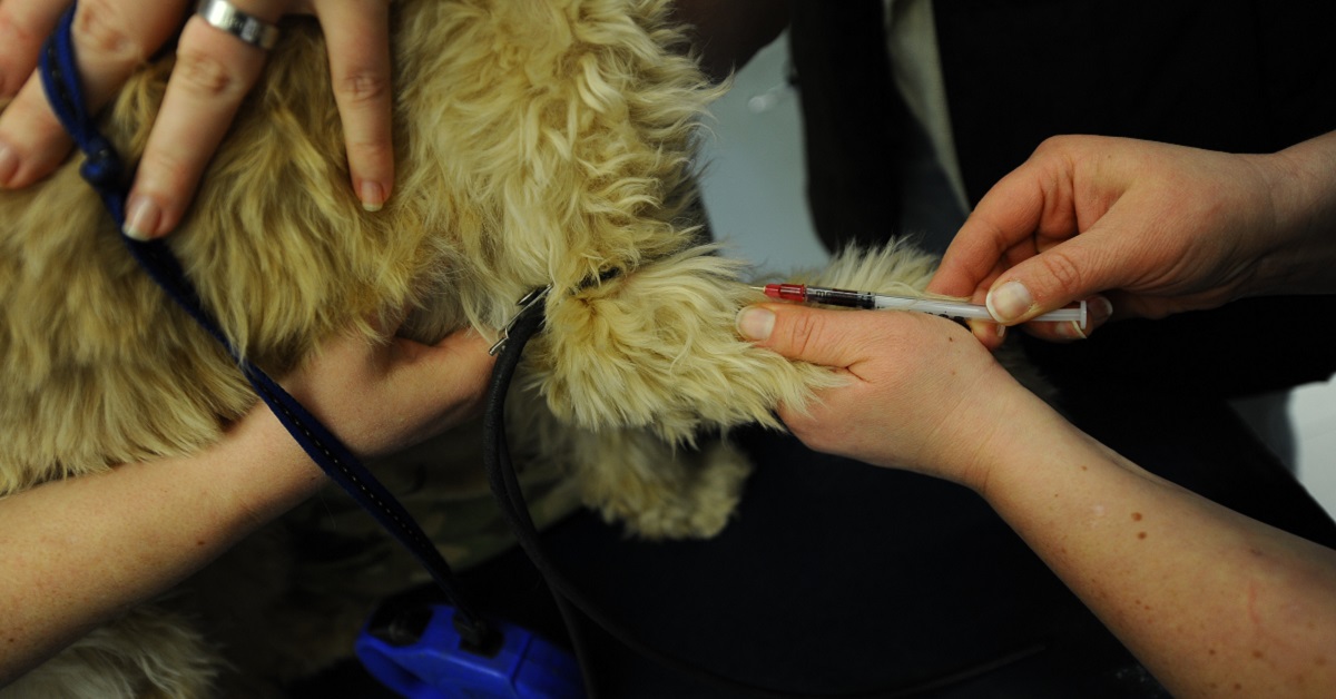 Malattia di Lyme nel cane: tutto sulla borelliosi