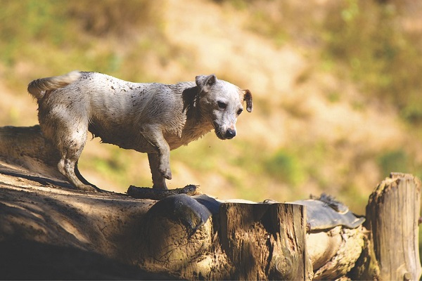 cane in esplorazione