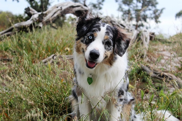 cane nel bosco