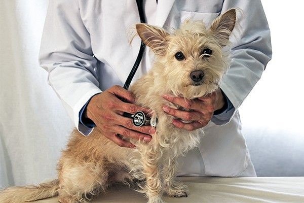 cane dal veterinario