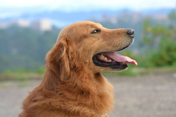 cane che osserva