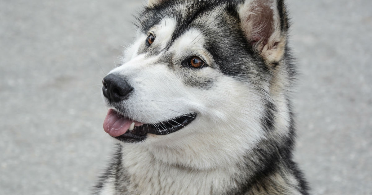 Malattie dei cani: le più comuni