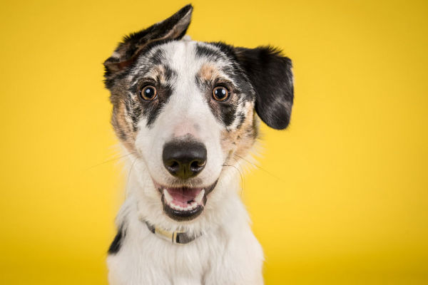 cane bianco e nero