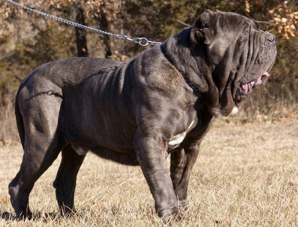 mastino-napoletano