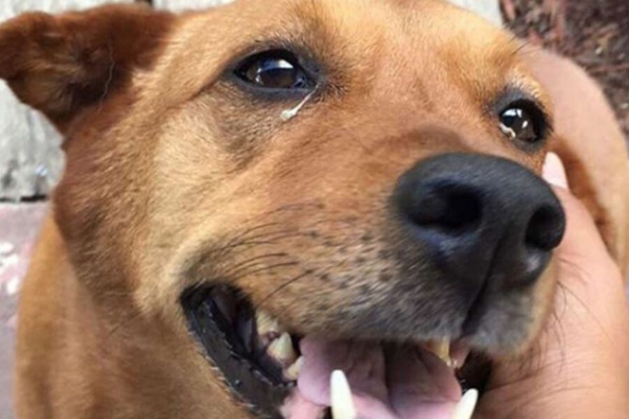 cane con gli occhi sporchi