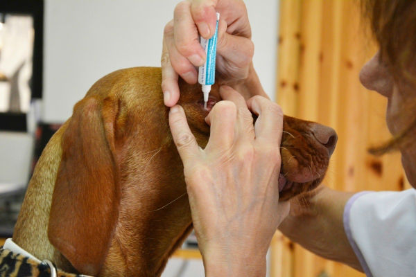 gocce sull'occhio del veterinario