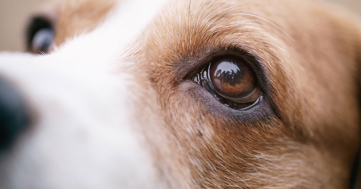 Orzaiolo nel cane: tutto quello che c’è da sapere