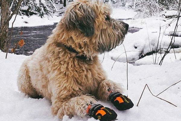 cucciolo di cane sulla neve