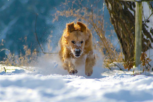 cane che corre sulla neve