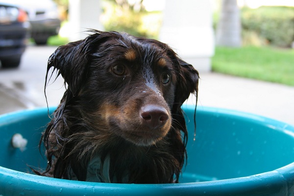 bagno al cane