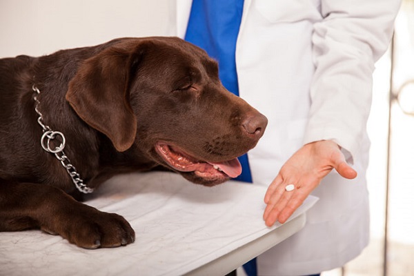 cane dal veterinario