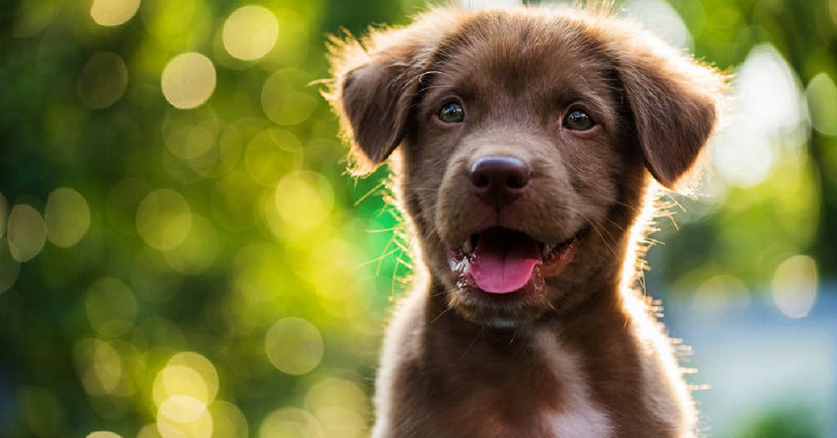 Pelo del cane che cade, cosa succede?