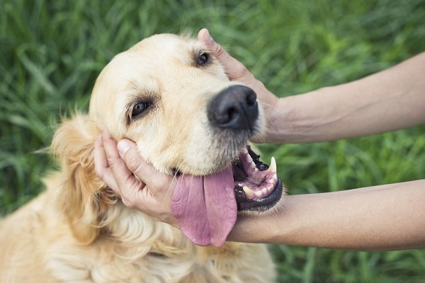 coccole al cane