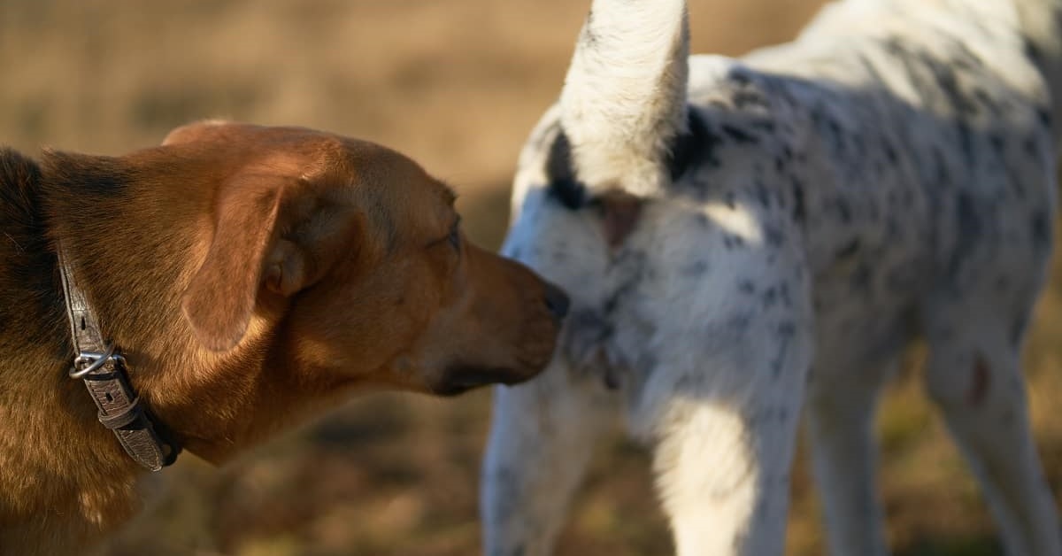 cane annusa sedere di cane