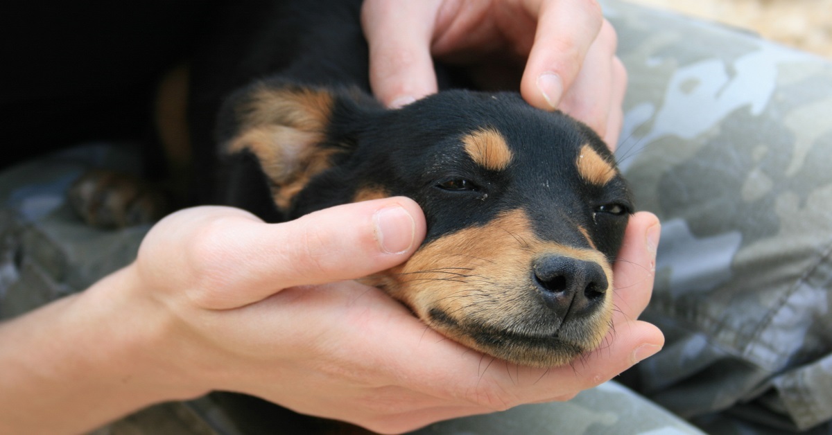 cane si lascia coccolare