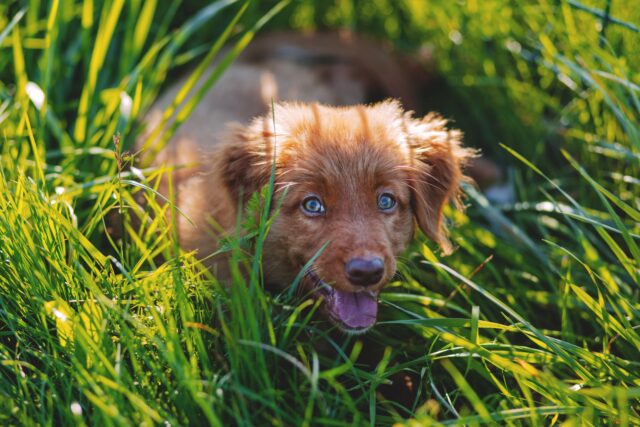 Perché i cani mangiano l’erba?